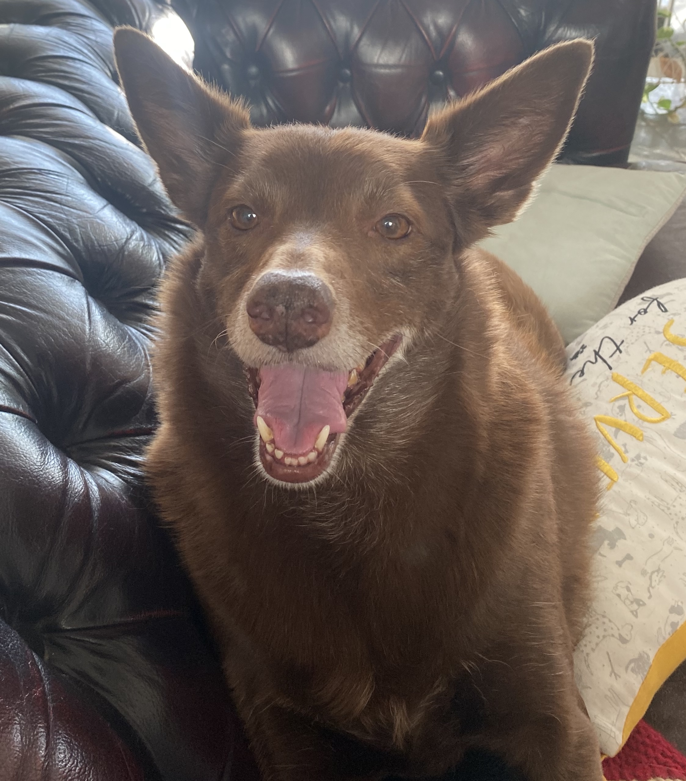 Roxie